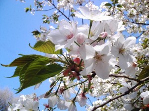 Sakura is most popular Japanese flower